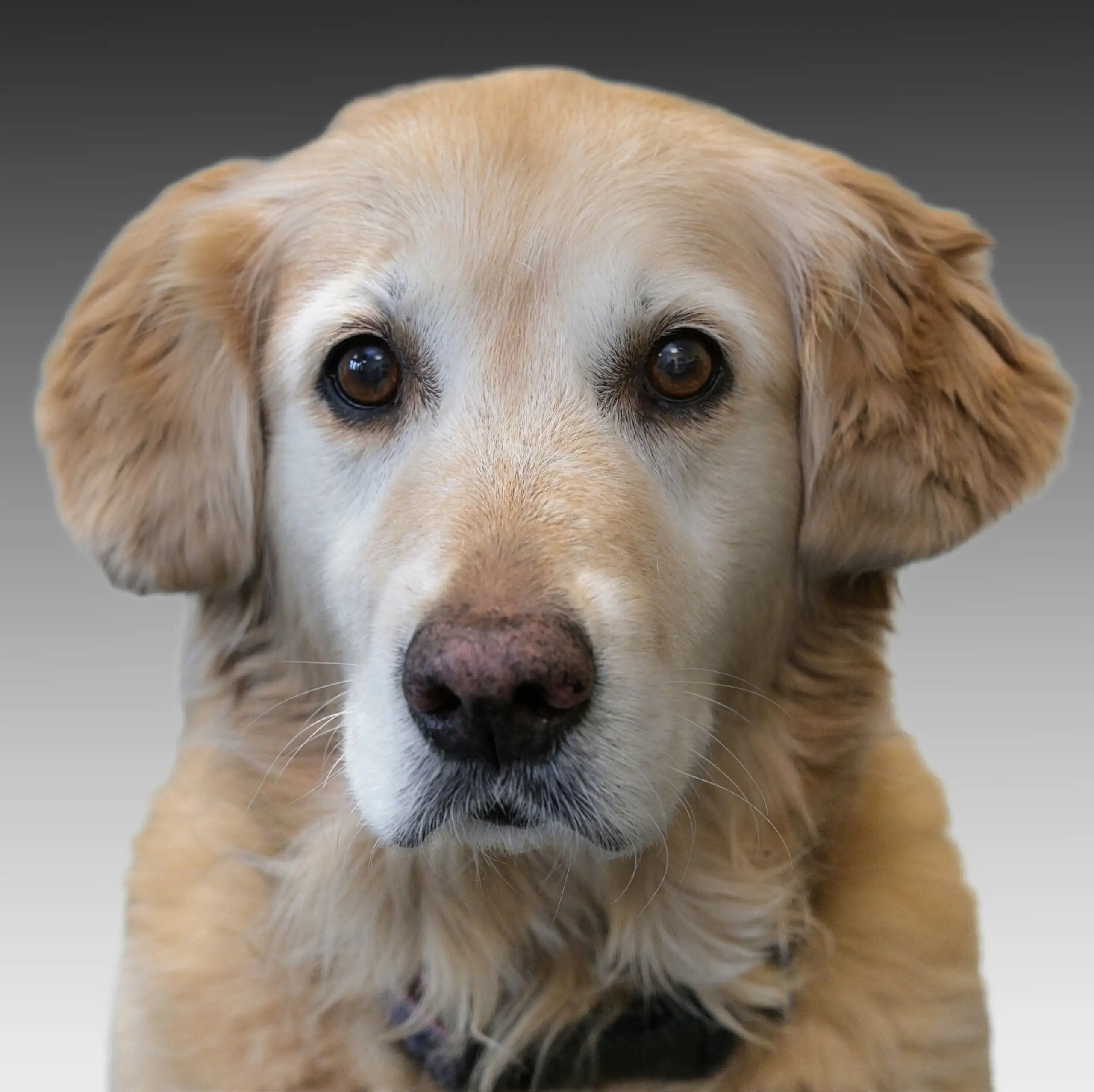 Therapiehund Sunny